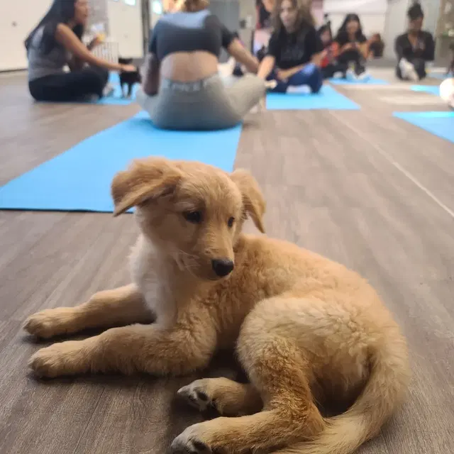 The Puppy Yoga Center