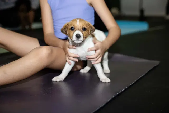 The Puppy Yoga Center
