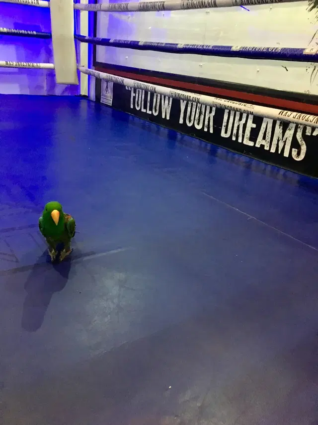 Ringtone Boxing Gym